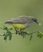 Yellow-bellied Eremomela