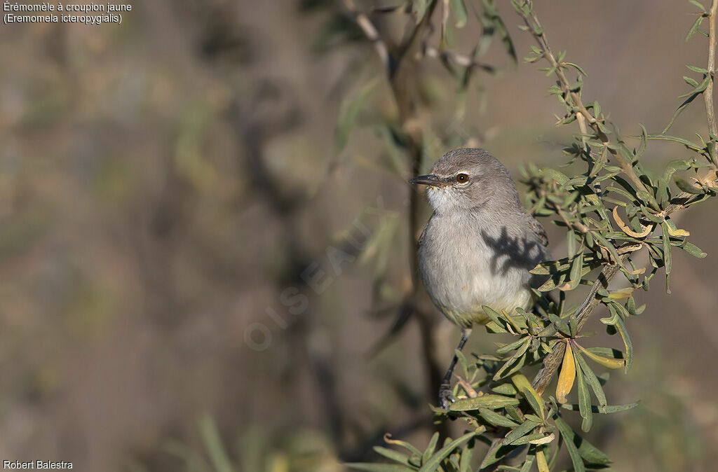 Yellow-bellied Eremomela