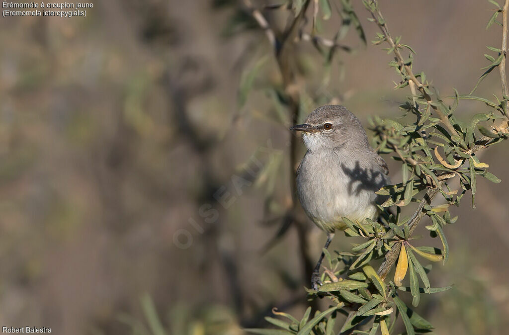 Yellow-bellied Eremomela