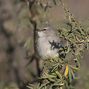 Yellow-bellied Eremomela