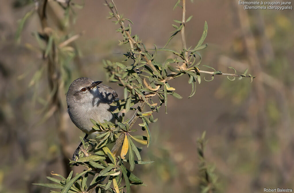 Yellow-bellied Eremomela