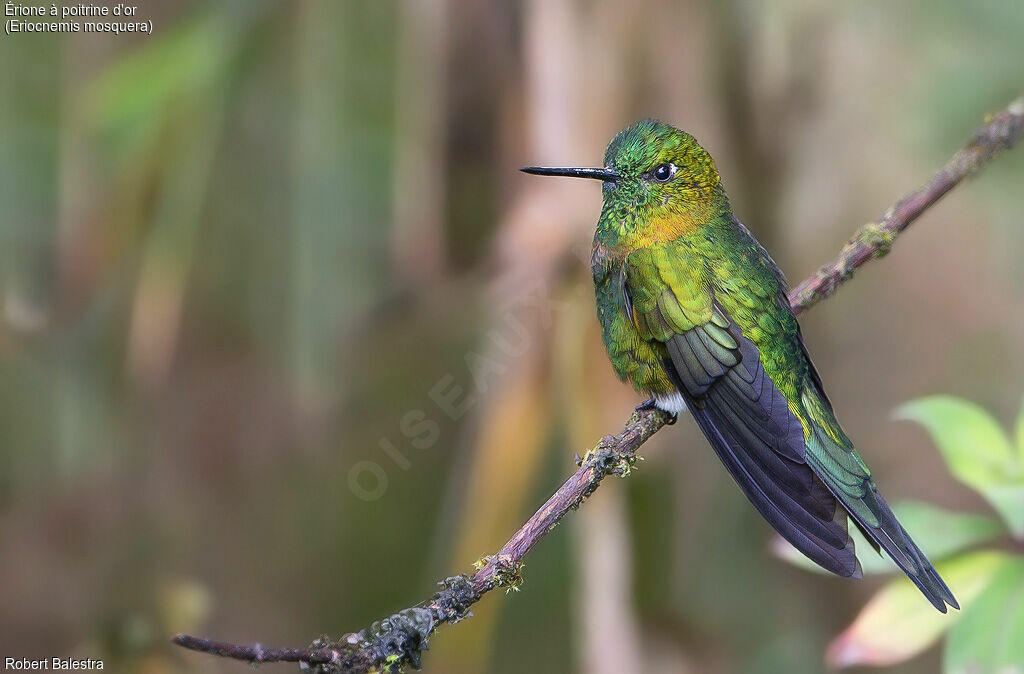 Golden-breasted Puffleg