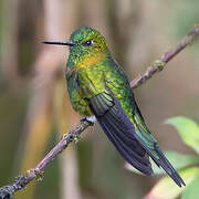 Golden-breasted Puffleg