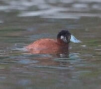 Andean Duck