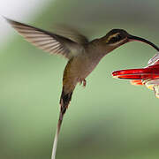 Long-billed Hermit