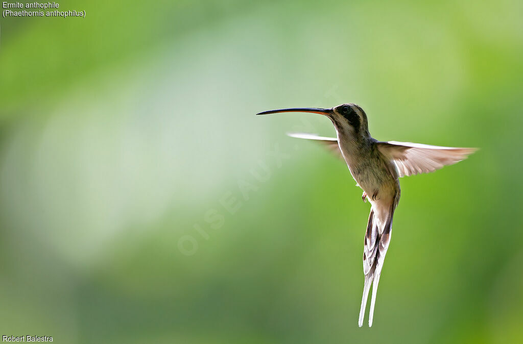 Pale-bellied Hermit