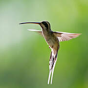 Pale-bellied Hermit