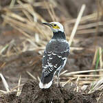 Étourneau à cou noir