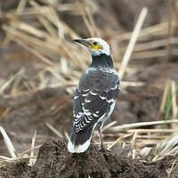 Étourneau à cou noir