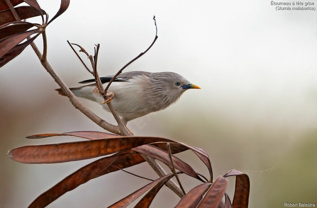 Chestnut-tailed Starling