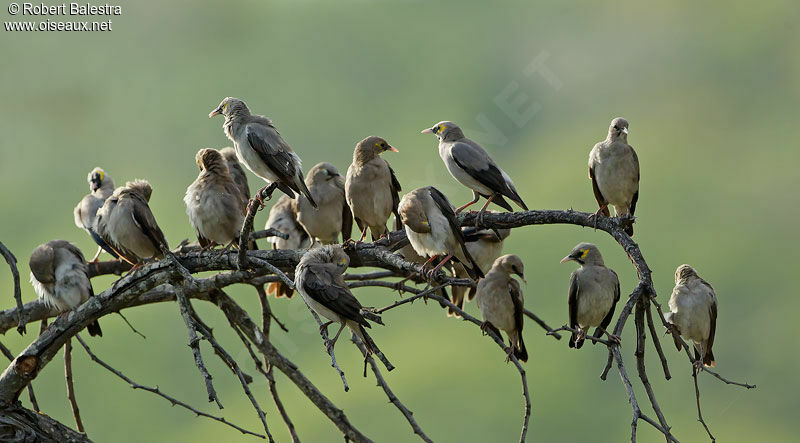 Wattled Starling