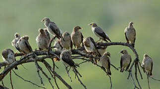 Wattled Starling