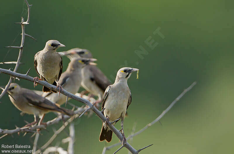 Wattled Starling female adult, feeding habits, Reproduction-nesting