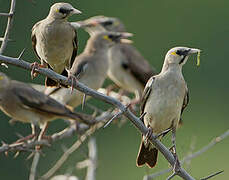 Wattled Starling