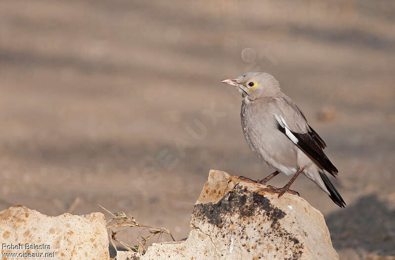 Wattled Starling male adult transition, identification