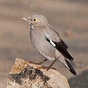 Wattled Starling