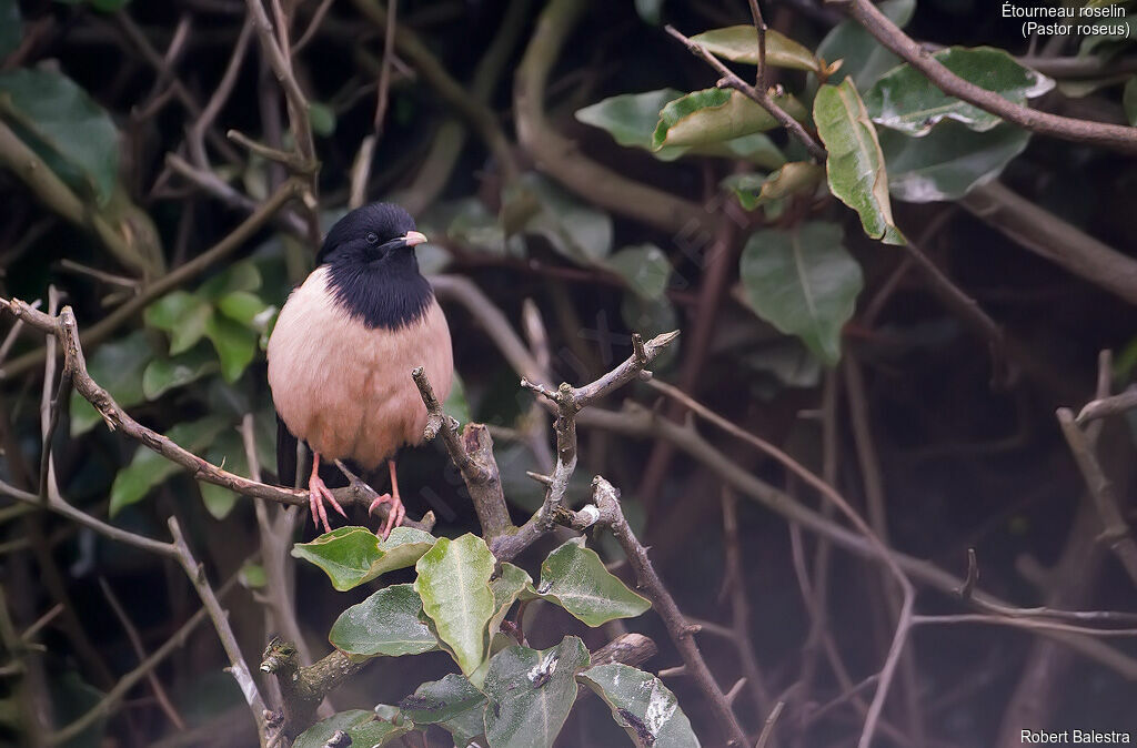 Rosy Starling