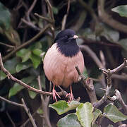 Rosy Starling