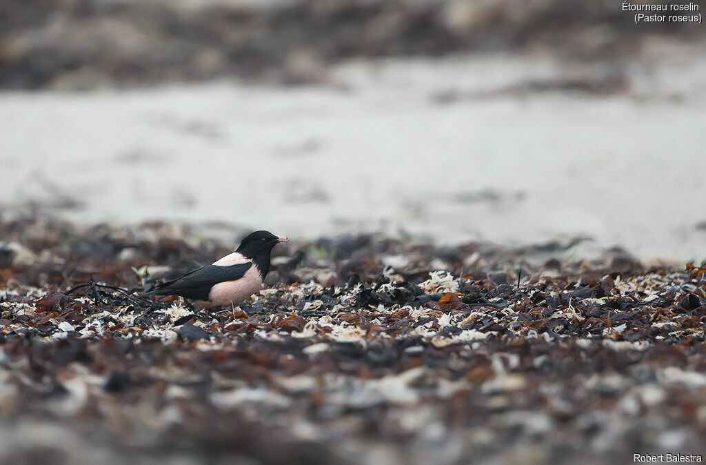 Rosy Starling