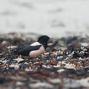 Rosy Starling