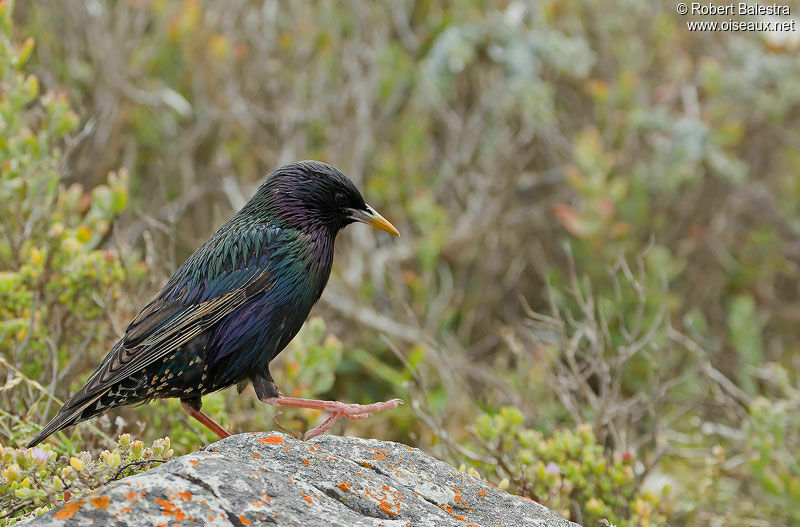 Common Starling