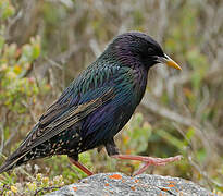 Common Starling