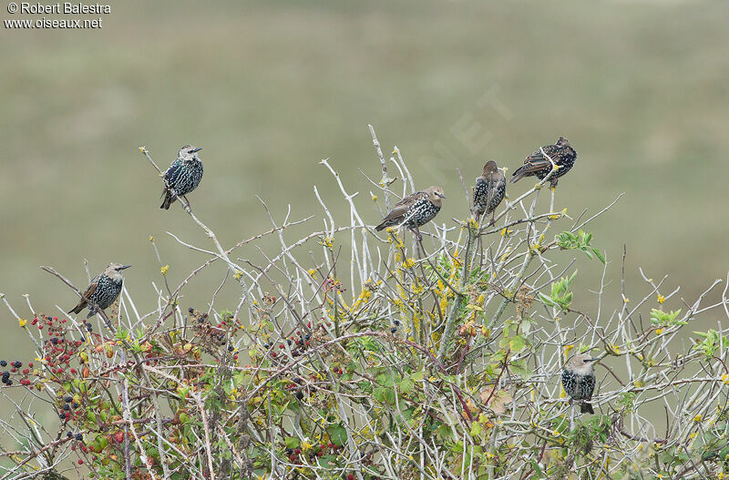 Common Starling