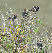 Common Starling