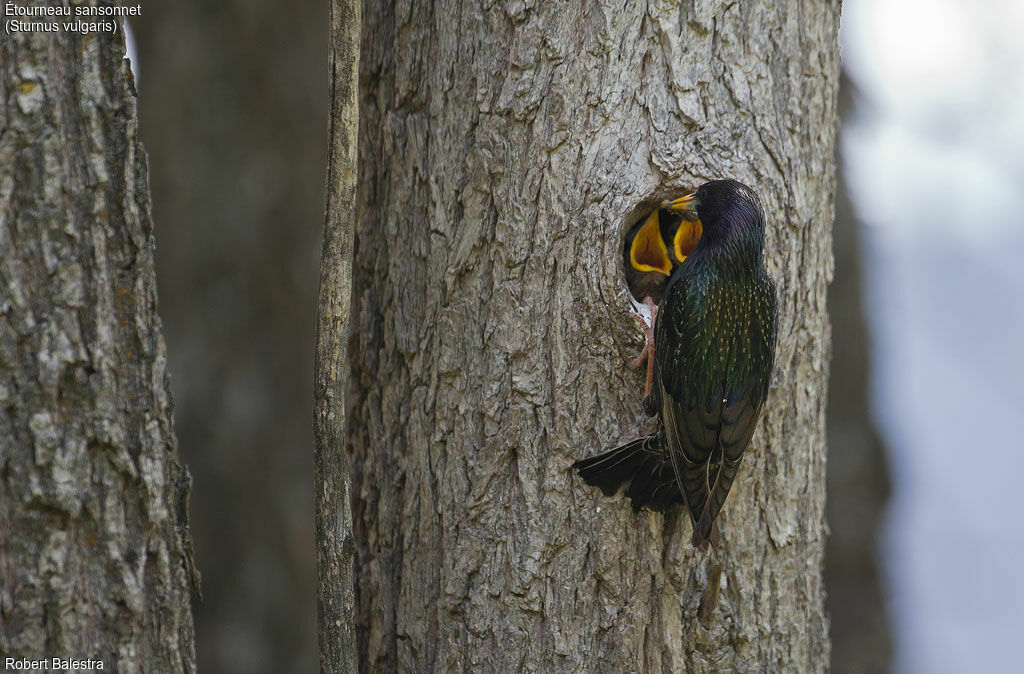 Common Starling, Reproduction-nesting