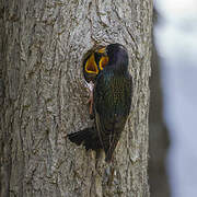 Common Starling