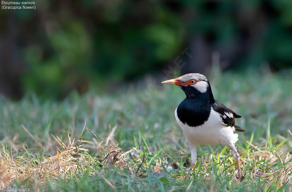 Siamese Pied Myna