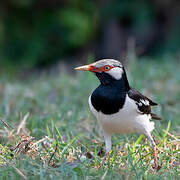 Siamese Pied Myna