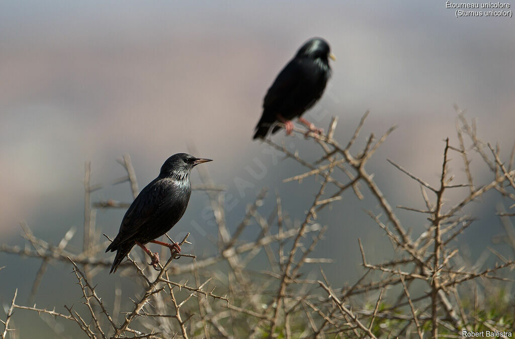 Spotless Starling