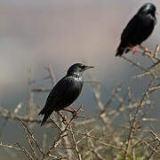 Spotless Starling