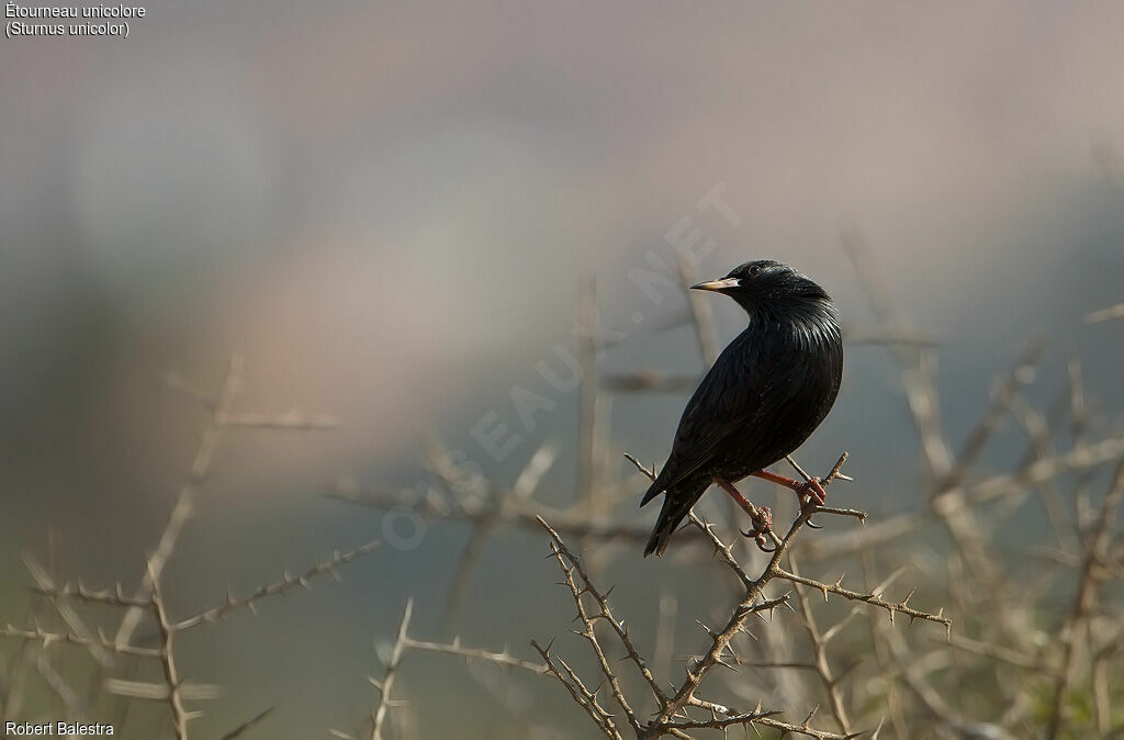 Spotless Starling