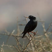 Spotless Starling