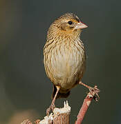 Yellow Bishop