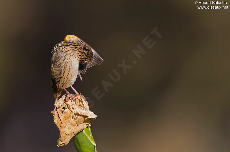 Yellow Bishop