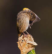 Yellow Bishop