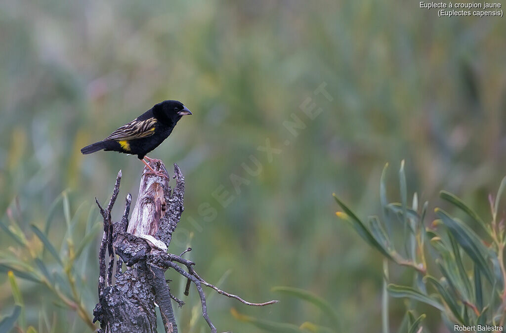 Yellow Bishop male