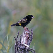 Yellow Bishop