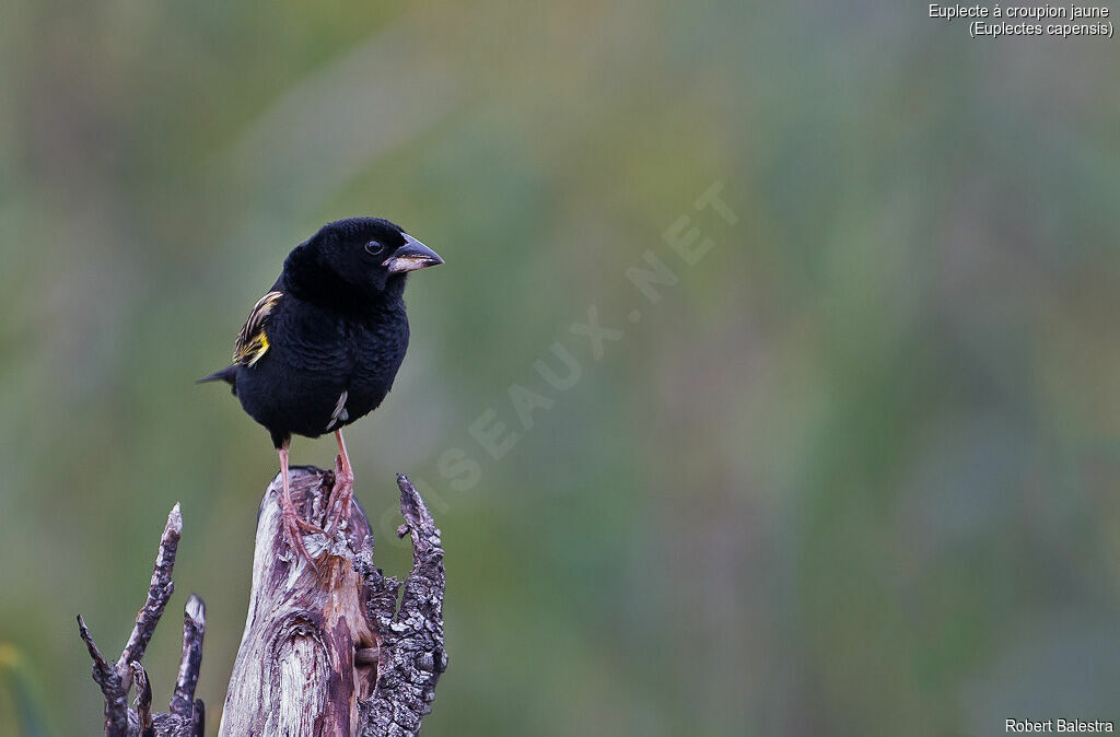 Yellow Bishop