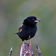 Yellow Bishop