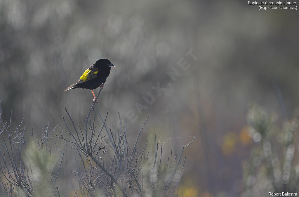 Yellow Bishop