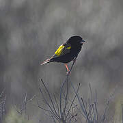 Yellow Bishop