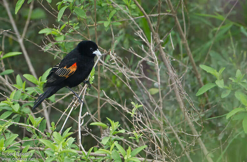 Fan-tailed Widowbird male adult, identification