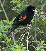 Fan-tailed Widowbird