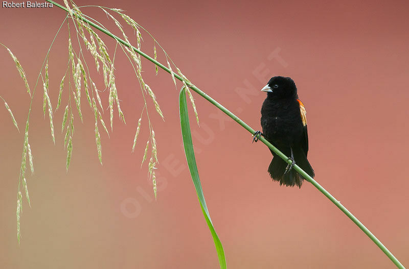 Fan-tailed Widowbird