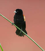 Fan-tailed Widowbird