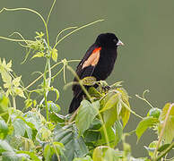 Fan-tailed Widowbird